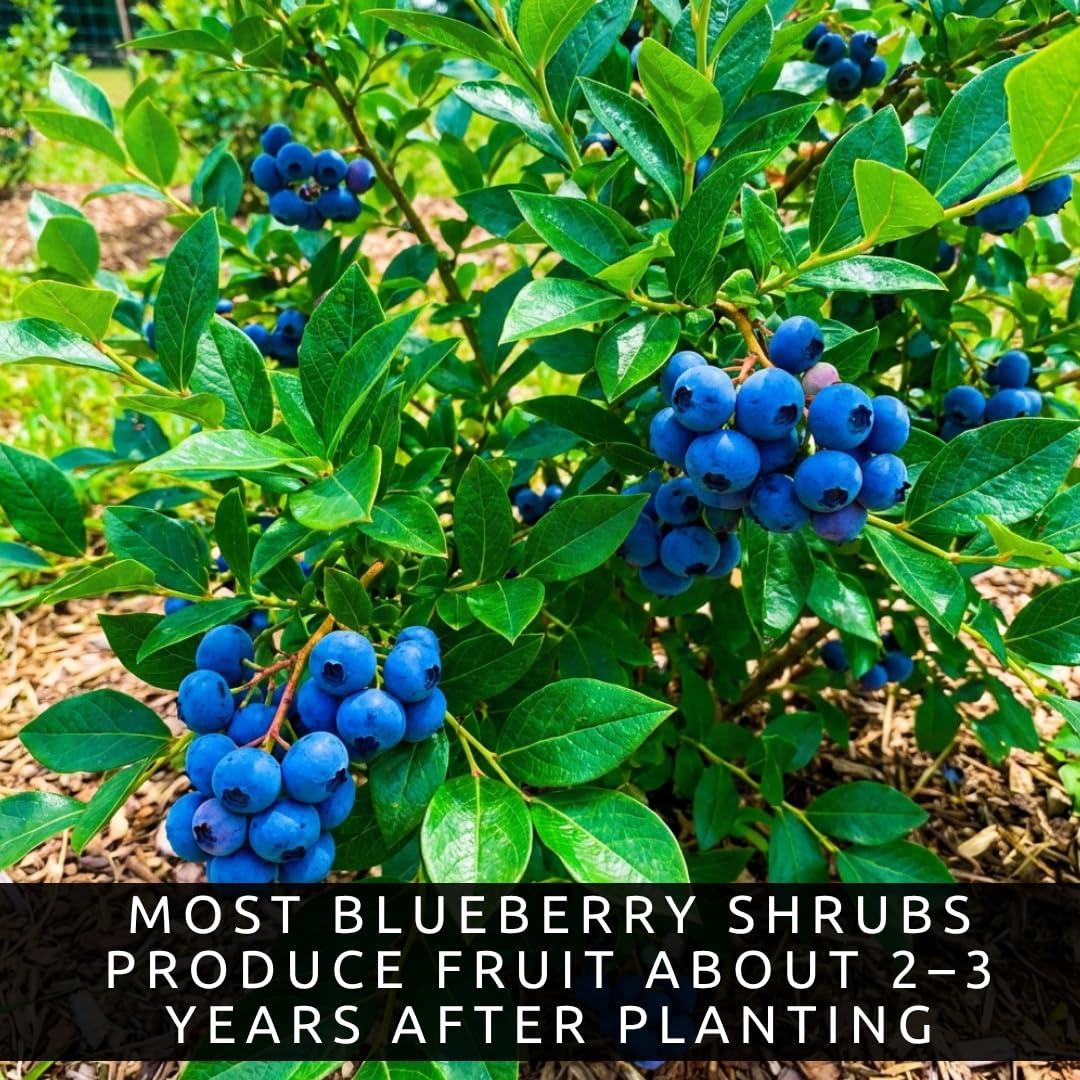 5 Blueberry Live Plant Seedlings for Growing (High Bush Blueberry) - Grow Delicious Blue Berry Bush Patch 5 Live Blueberry Plants - Ships Bare Root, No Pots Included