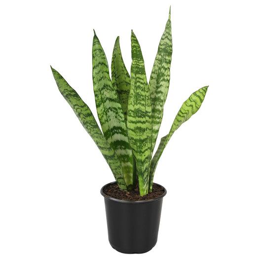 Altman Plants Live Snake Plant (Zeylanica), Approx. 13" Tall, Virtually Indestructible Easy Succulent Houseplant, 4 in Pot