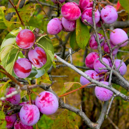 1 Year Old Plum Tree Live Plant for Planting, 12"-18" in Height, Plum Tree for Spring Gardening, Winter Hardy, Dormant Bare Root