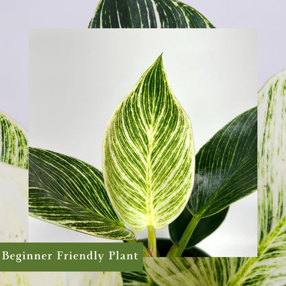 Philodendron Birkin Live Plant in 4" Pot - Philodendron Plant Live Easy to Care and Grow - Indoor Air Purifying Houseplants for Home Office Wedding Decor & Birthday Gift (Heat Pack Included)