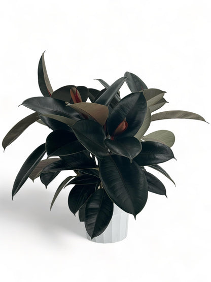 Rubber Tree Live House Plant - Large Indoor Air Purifier Plant - Dark Shiny Petals - Indoor Plants Live Houseplants for Room Decor - Elegant Ficus Burgundy Live House Plants