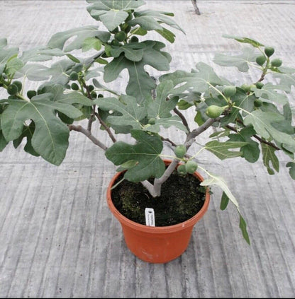 Live Plant - Fig Tree “Fignomenal” New Dwarf Variety