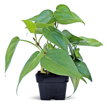 6 Pack Live Heartleaf Green Philodendron in 3 Inch Pots, Philodendron Hederaceum Indoor Houseplants, Vining Live Plants