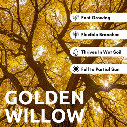 4 Golden Weeping Willow Tree Cuttings - Live Plants - Beautiful Arching Canopy
