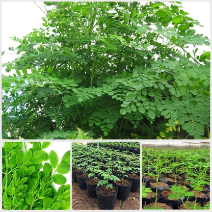 2 Moringa Tree Live Plants, Moringa Oleifera Starter Plants, Drumstick Tree, 5-7 Inch Tall, Fast Growing Ready to Grow for Outdoor Garden, Well Rooted