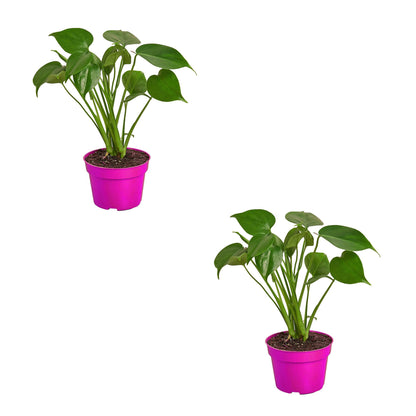2 Pack Philodendron Monstera Split-Leaf in 6in Pot - Live Plants Tropical Houseplants | Variegated | USA Growers | The Snobby Leaf