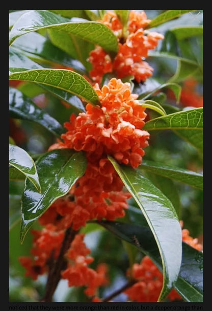 Live Plant - Beni Kin Mokusei Red Sweet Tea Olive Osmanthus Fragrans Rooted Starter Plant