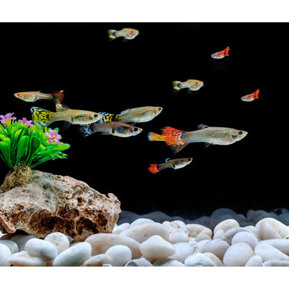 Mr. Fireglass 10lb White River Rocks, 3/8 inch Natural Decorative Polished Pebbles Aquarium Gravel Stones for Landscaping, Indoor Plants, Vase, Succulent, Fish Tank