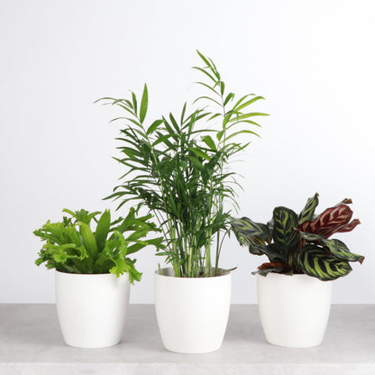 Thorsen's Greenhouse Live Pet Friendly Indoor Houseplants, Live Plants, Safe for Pets, 4" Diameter Pot, 3-Pack (White)
