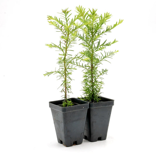 2 Coastal Redwoods (Sequoia sempervirens) – Tall Evergreen Conifer with Soft, Dense Needled Foliage | 2.5” Nursery Cubes, Ready-to-Plant Live Starter Plants