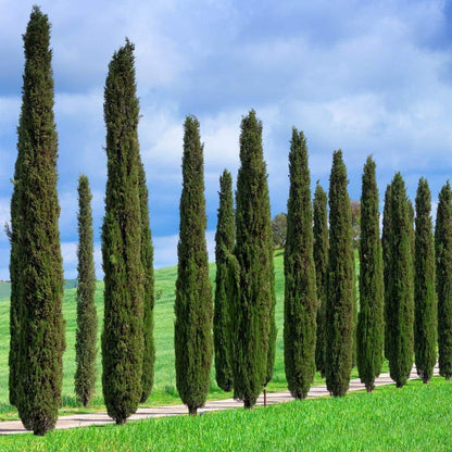 Brighter Blooms - Italian Cypress Tree, 1-2 ft. - No Shipping to AK, AZ, HI