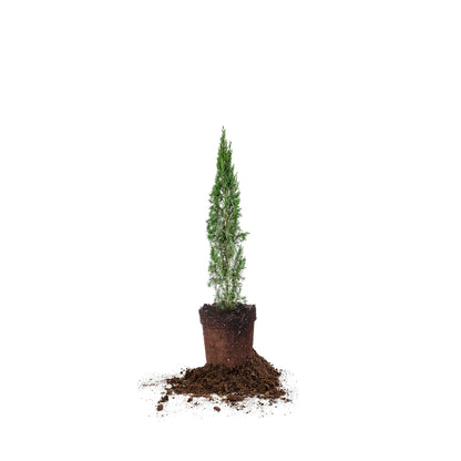 Italian Cypress 1-2'