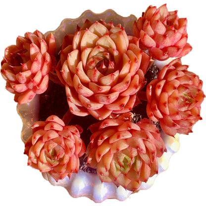 Echeveria Ben Badis Rare Live Succulent Plants, Red 4-5 Heads 3" Live Plant, Package Without Pot & Soil, Garden Indoor Office Desk, Wedding Party Baby Shower Decoration, Friend Plant Lovers Gifts