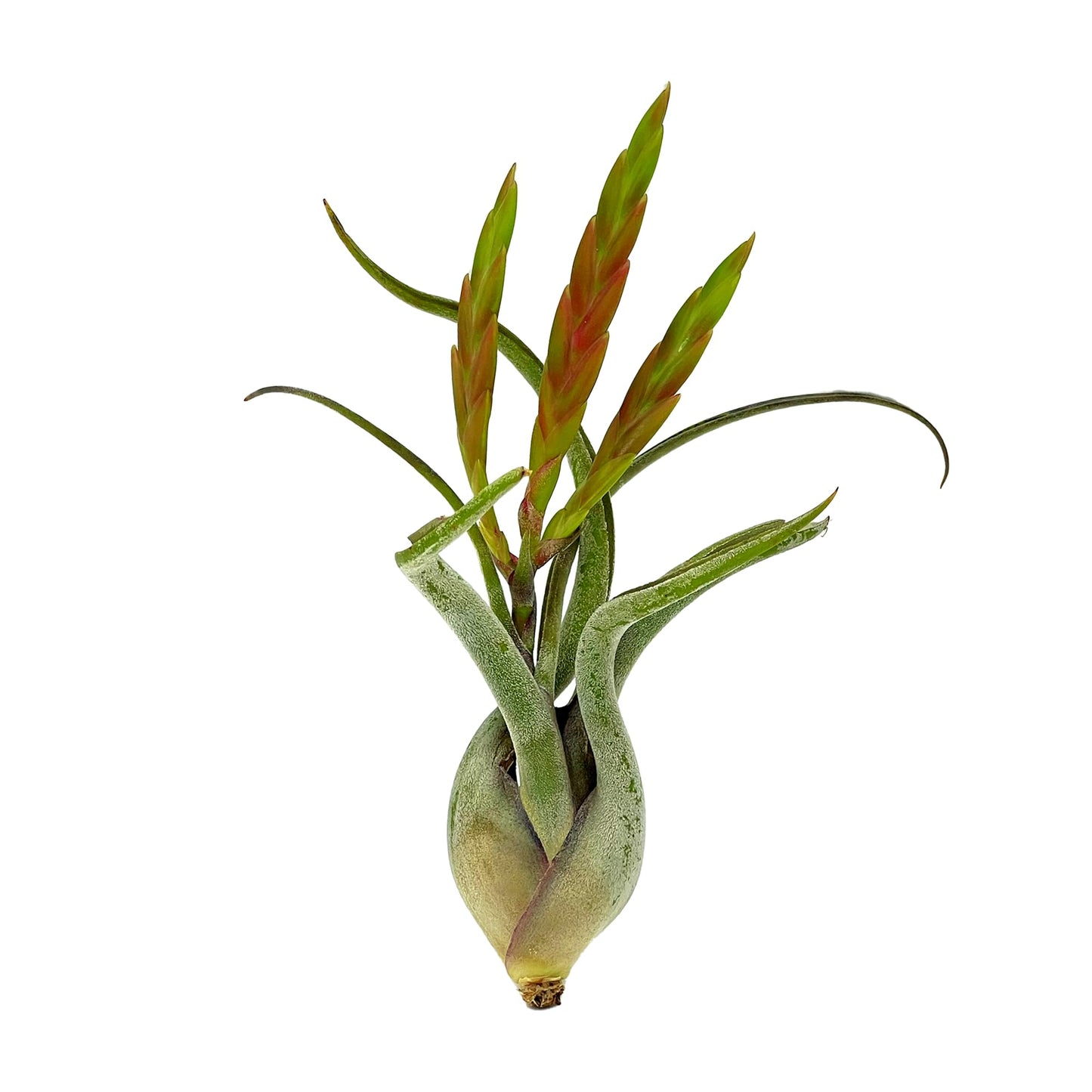 ragnaroc Air Plants - Flowering Tillandsia Caput Medusae, Large 5-7" - 2ct - Live Arrival Guaranteed - House Plants for Home Decor & Gift