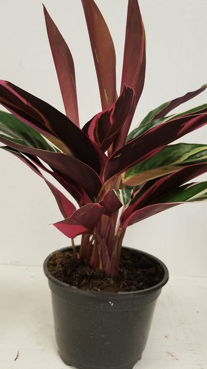 Live 6" Calathea Plant