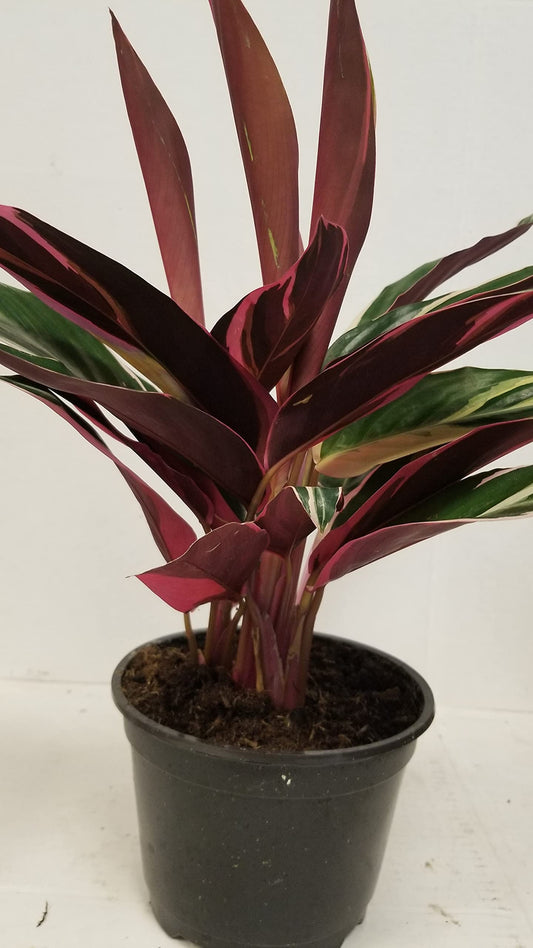 Live 6" Calathea Plant