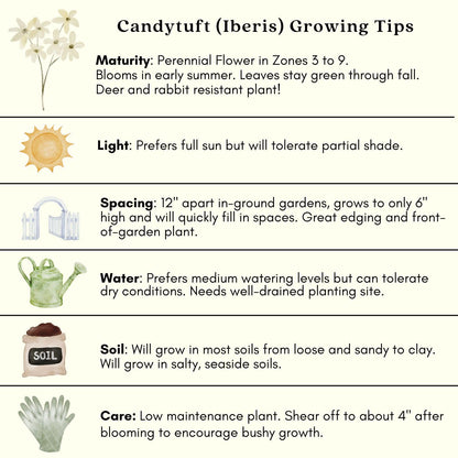 Clovers Garden Candytuft (Iberis) Plants - Two (2) Live Plants – Non-GMO - Not Seeds - Each 4" to 8" Tall – in 4" Inch Pots – Perennial, Pollinator Favorite, Great for Edging & Rock Gardens