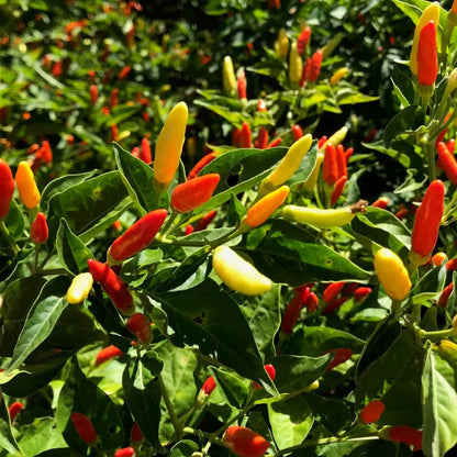 Pepper Plants Live for Planting, in 4" Pot, Hot Chili Pepper for Indoor and Outdoor Growing (Medium Hot Pepper)