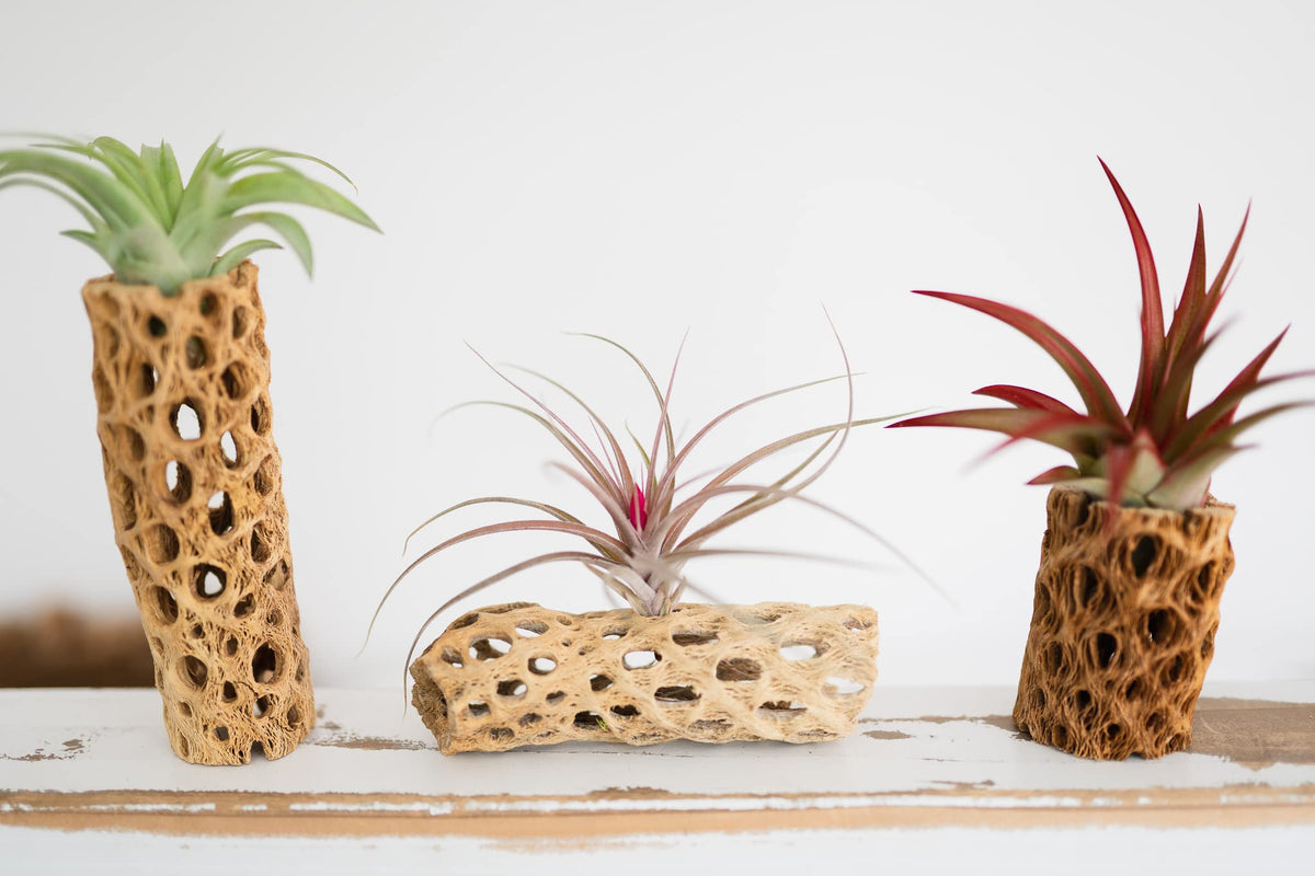 Air Plant Shop 5 Pack 3 Inch Cholla Cactus Holders with Assorted Air Plants- Wholesale and Bulk - Succulents - Live Tillandsia - Easy Care Indoor and Outdoor House Plants