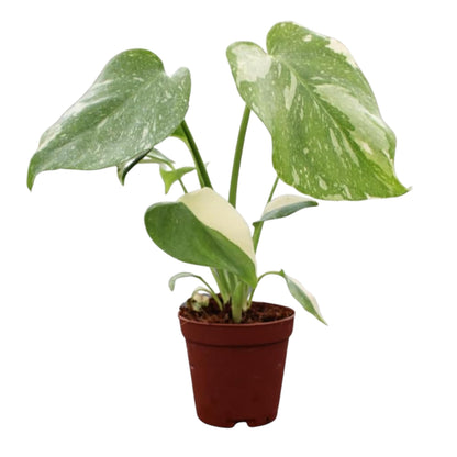 CoollectivePlants Monstera Thai Constellation – Live Indoor Plant in 2″ Grower Pot, Variegated Monstera Houseplant, Easy Care Low Maintenance Tropical Plant for Home or Office