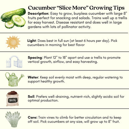 Clovers Garden Cucumber Slice More Plants - Two (2) Live Plants – Non-GMO - Not Seeds - Each 4" to 8" Tall – in 4" Inch Pots - Burpless, High Yield, Disease Resistant