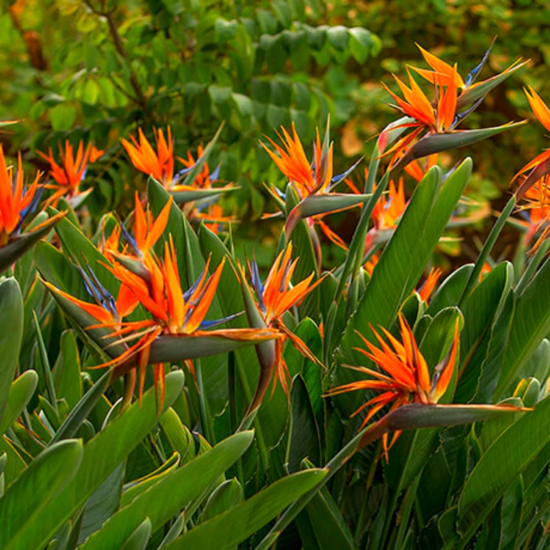 2 Orange Bird of Paradise Plants Live, Cold Hardy, 4-7" in Tall, Fast Growing, Strelitzia Reginae Flower for Spring Landscaping Ornamental Indoor Outdoor