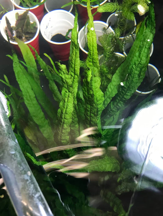 Marcus Fish Tanks - 3X Java Fern Microsorum Pteropus Easy Live Aquarium Plants Aquatic Fish Tank Plants