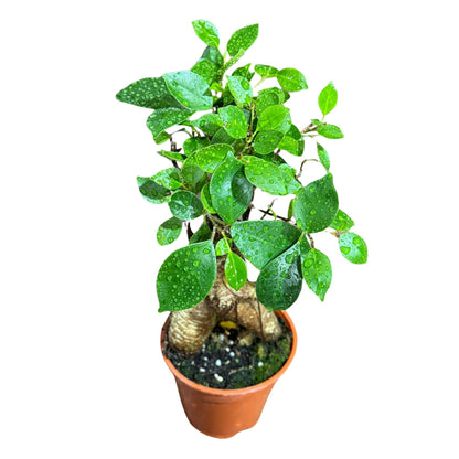 PLANTVERS Bonsai Ginseng in 4" Grow Pot – Ficus Macrocarpa – Bonsaificus – Live Indoor Bonsai Tree – Easy Care Houseplant – Dwarf Ficus Plant for Home or Office Décor