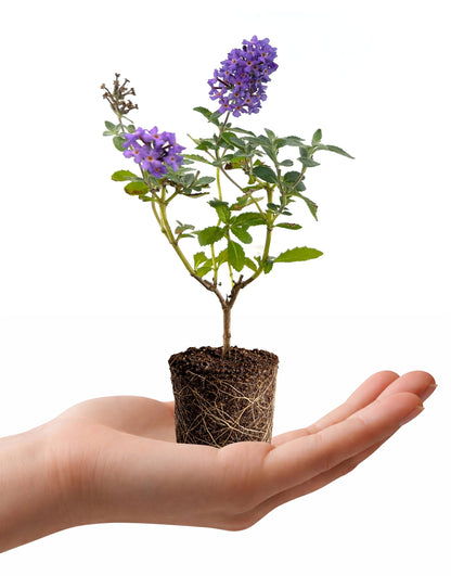 Buddleia Davidii Butterfly Bush Flutterby Petite Blue Heaven | 1 Live Plants | Fragrant Blooms, Attracts Butterflies, Drought Tolerant, Long Bloom Season, Compact Growth, Full Sun