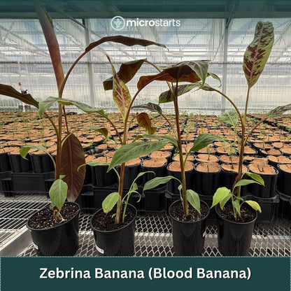 Zebrina Banana, Blood Banana - 1 Plant - Ornamental Tropical Plant