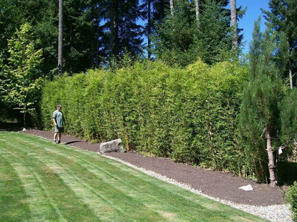 Golden Hedge Bamboo | 2 Extra Large Trade 3 Gallon Plants | Bambusa Multiplex | Clumping Non-Invasive Screening Live Bamboo