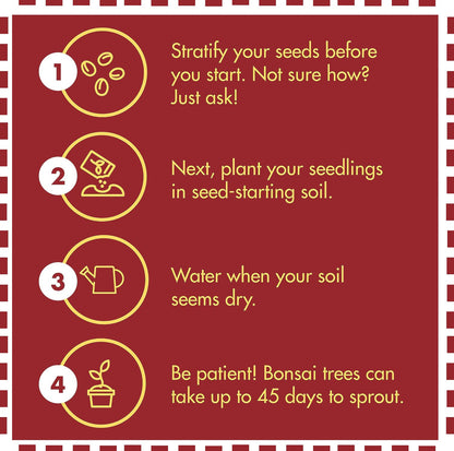 Bonsai Tree Kit – Grow 5 Species of Bonsai Tree w/Our All-in-One Plant Kit: Bonsai Pots & Peat Pellets Including a Tutorial Video by CZ Grain | Great Gardening Gifts for Women and Men