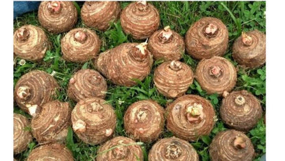 5 Live Colocasia Esculenta Elephant Ear Taro Gabi Kalo Eddo Bulbs #TSMN