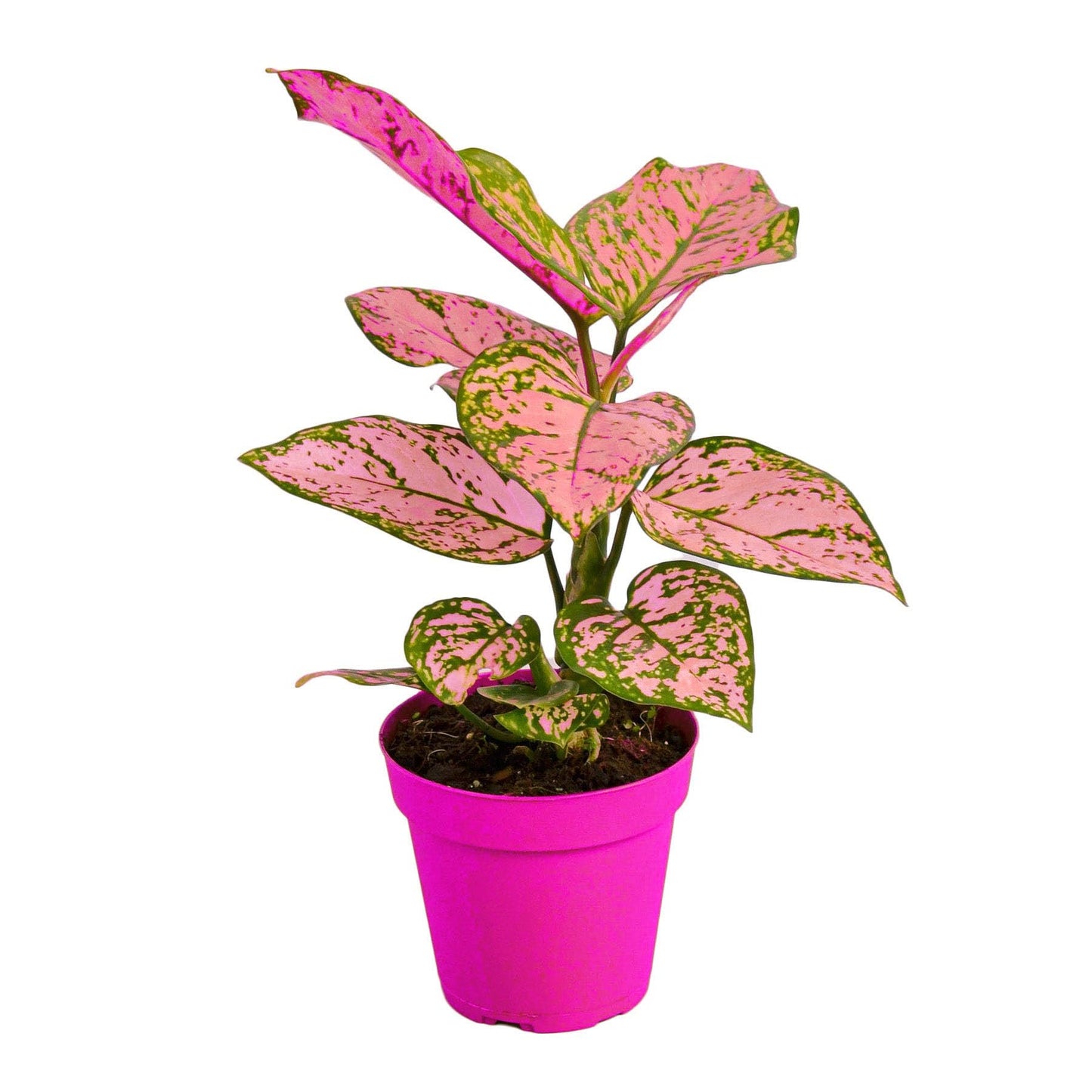 3 Pack Chinese Evergreen 'Lady Valentine' - 4" Pot in 4in Pot - Live Tropical Houseplant - Easy to Grow | Air Purifying | Variegated | USA Growers | The Snobby Leaf