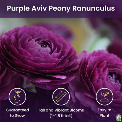 Purple Aviv Peony Ranunculus - 12 Largest Size Corms, Premium Ranunculus Bulbs, Vibrant Purple Flowers, Ideal for Garden Beds, Stunning Peony-Like Blooms