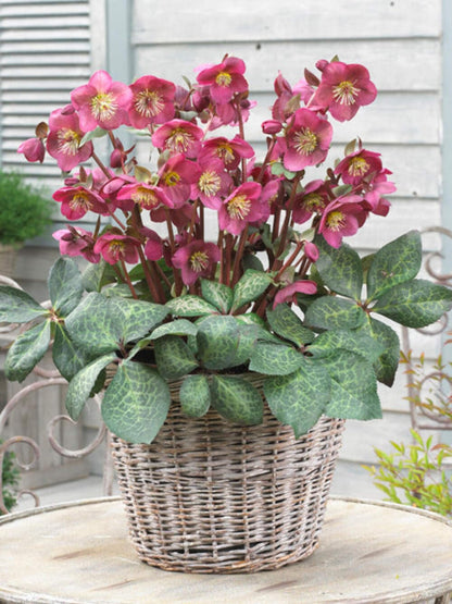 Perennial Farm Marketplace Helleborus x Frostkiss® ‘Anna’s Red’ (Lenten Rose) Perennial, Size-#1 Container, Red Blooms Late Winter to Spring, Deer Resistant