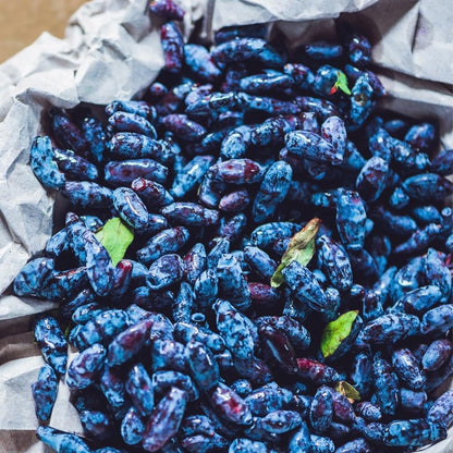 Live Honeyberry Plant, 4 to 6 Inch Tall Sweet Blue Honeyberry Starter Plant for Outdoor Garden, Honeyberry Haskap Plants Bare Root, Honeyberry Bush Live Plant, Haskap Berry Plant