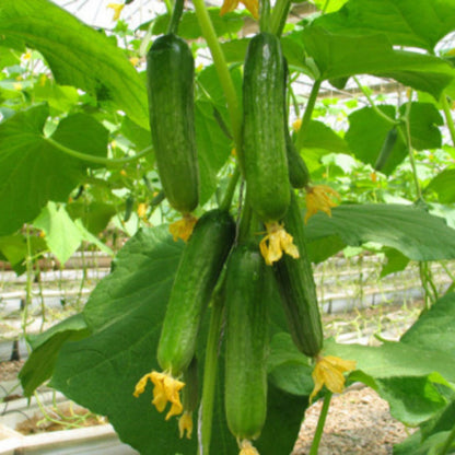 2 Cucumber Plants Live, Live Green Cucumber Plants, 3 to 5 Inches Tall, 4 Inches Pot, Cucumber Live Plants, Cucumber Starter Plants Growing Outdoor