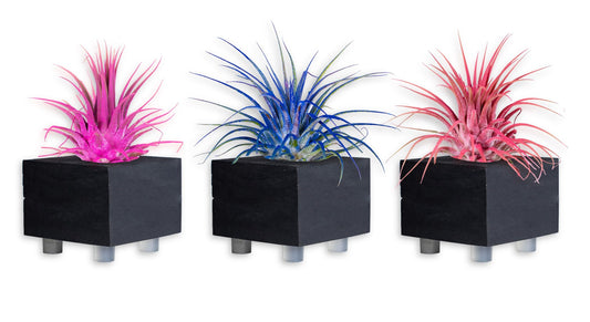 Air Plants - Tillandsia Ionantha - Organically Enhanced Color - Live Arrival Guaranteed - House Plants for Home Decor & Gift (Pink_Coral_Blue_Mix_3pk+3_Black_Planters)
