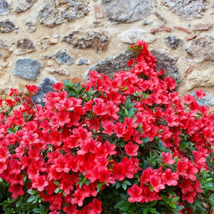 Dwarf Autumn Fire Encore Azalea – Compact Reblooming Shrub with Bright Red Flowers for Borders, Containers & Landscapes (3 Gallon/Potted/Single Plant)