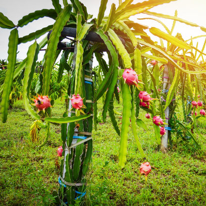 Live Red Dragon Fruit Plant, Tropical Dragon Fruit Vine Plant, 10-12 Inch Tall for Outdoor Planting