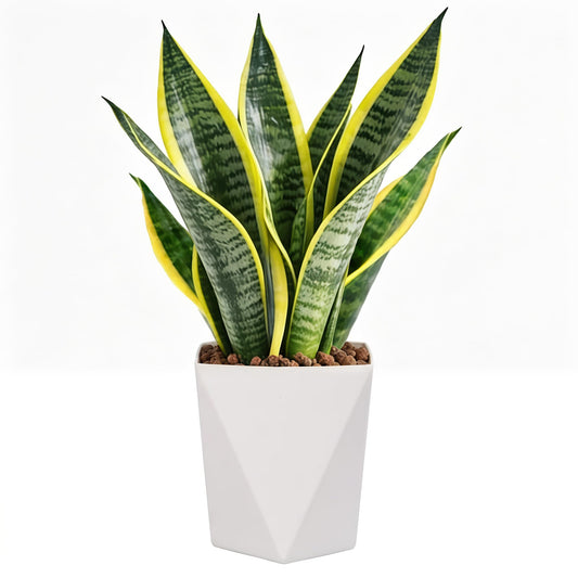 Live Snake Plant Indoor Houseplant,8-10 Inch Mother-in-Law's Tongue Live Plant in Decorative Pot, Easy to Maintain Indoor Succulent Houseplant,Air Purifying Easy Care Succulent