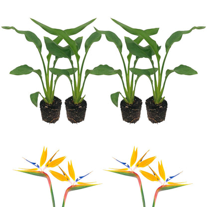 Live Orange Birds of Paradise Plant - ‘Orange Birds of Paradise’ Strelitzia Reginae - ragnaroc Tropical Plant 6-10” Tall - 4ct - Live Arrival Guaranteed - House Plants for Home Decor & Gift