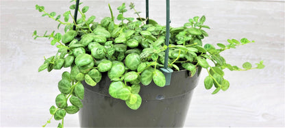 String of Turtles,Peperomia Prostrata Plant Live Rare Houseplants All Plants are Fully Rooted Plants in 4 inch Hanging Pot by 3exoticgreen