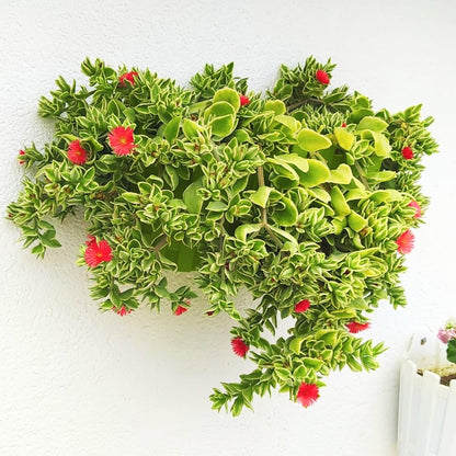 Variegated Ice Plant Live in 4 Inches Pot, Live Rare Succulent from 4 to 6 Inches Height, Variegated Baby Sun Rose Succulents for Hanging Basket