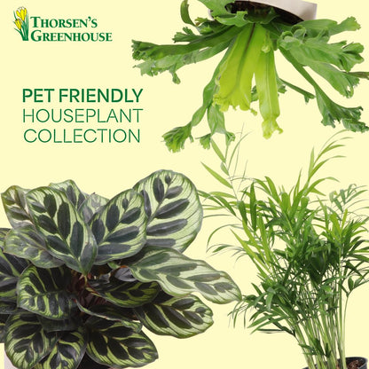 Thorsen's Greenhouse Live Pet Safe Houseplants (4 Pack), Easy to Grow, Pet Friendly & Non-Toxic, Grower's Choice Bundle, 4-inch Diameter Established Plants, Nursery Pot (4-Pack)