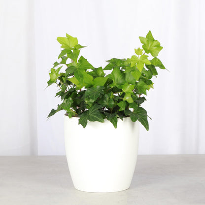 Thorsen's Greenhouse Live Green English Ivy Plant, Hedera Helix, Natural Air Purifier, Easy to Grow, Live Indoor Houseplant, 4" Diameter Pot, White