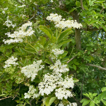 Elderberry Plant Live, Sweet Elderberry Plants, Perennial Fruiting Shrub, 6 to 10 Inches Tall, Ready to Grow