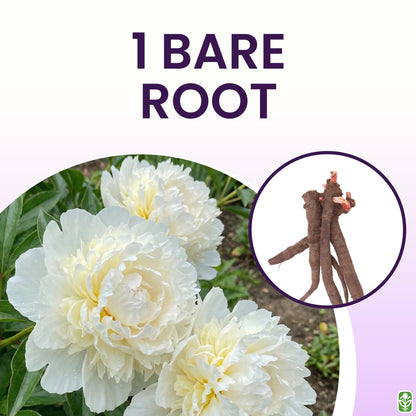 Duchess De Nemours Double White Peony Bulbs - Bare Root 3-5 Eyes, Delightful Fragrance | Peony Plants for Planting Outdoors