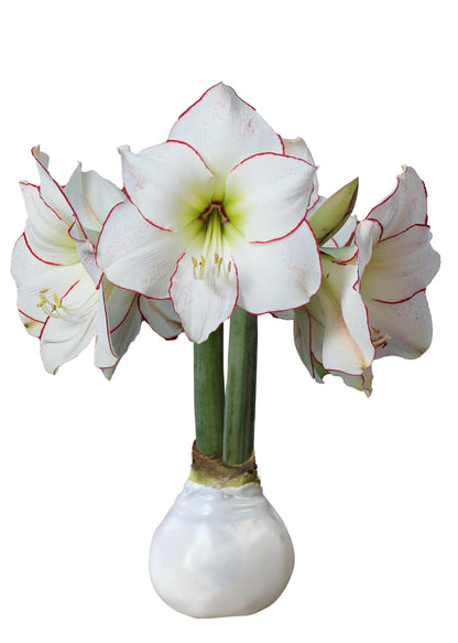 White Wax Picasso Amaryllis Bulb 32/34cm